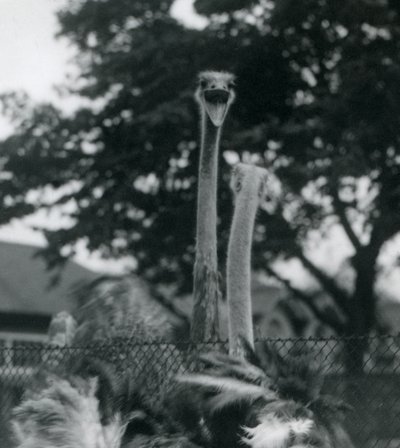 Two Ostriches Greet Each Other Over a Fence at London Zoo, 1923 by Frederick William Bond